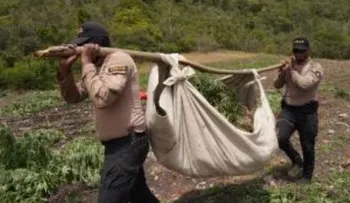 DNCD desmantela cultivo de marihuana en San José de Ocoa