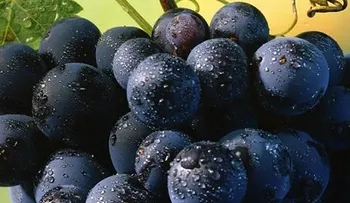 Un racimo de uvas que solo se cultiva en Japón vendido en 4.000 euros