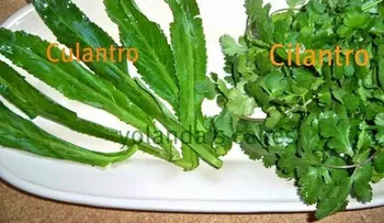 Deja de sufrir del mal aliento o halitosis con el cilantro ancho 