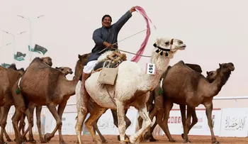 Escándalo en Arabia Saudita: bótox y cirugías estéticas en un concurso de belleza de camellos