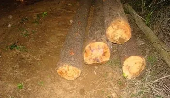 FALCONDO insta a investigar tala de árboles en Loma Miranda