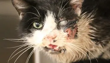 Gato sale de tumba 5 días después