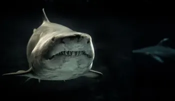 Una anguila acaba con la vida del tiburón