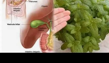 Remedio casero: Infusión de hierbabuena (VIDEO)