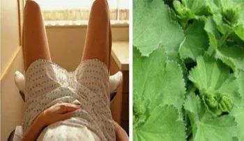 Si las mujeres conocieran esta planta, no necesitarían un ginecólogo !