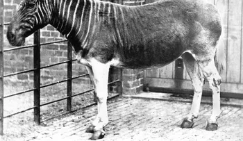 Reviven al Quagga, un raro animal extinto hace 100 años
