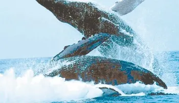 Regresan las ballenas jorobadas
