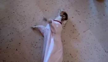 La bebe mitad perro, mitad humano