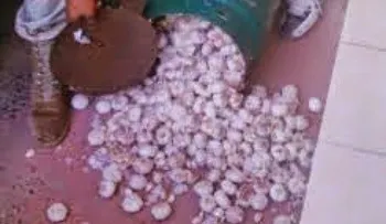 Ocupan varias libras de ajos en tanque de gas propano 