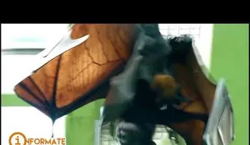 Capturaron en Filipinas a un monstruoso murciélago de casi 2 metros