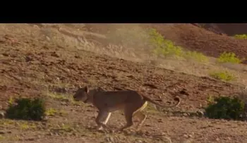 Un espectacular VIDEO de una jirafa defendiéndose del ataque de un grupo de leones