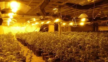 Gobierno EEUU autoriza a bancos a operar con negocios de venta de marihuana
