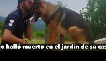 Envenenan al heroico perro que salvó vidas humanas tras terremotos en Italia