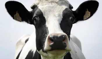 Así es como los animales pueden transmitirte la tuberculosis