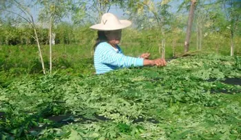 Moringa. El alimento más completo en el mundo 