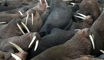 Una cámara web muestra en tiempo real a las morsas en Alaska 