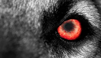 Perros asesinos: el "arma definitiva" de los españoles durante la conquista