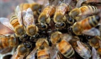 El descenso de abejas salvajes amenaza la polinización de cultivos en EE.UU.