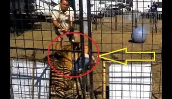 Tigre ataca a su entrenadora frente a unos niños (VIDEO)