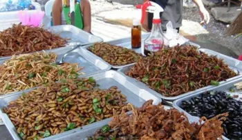 Comer insectos puede ser bueno para la salud, según estudio