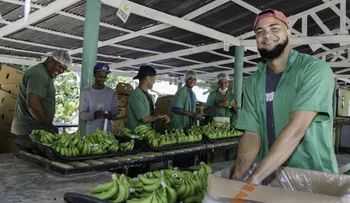 Gobierno interconecta más de 300 exportadores de banano orgánico en Azua; llevaban 20 años usando plantas eléctricas