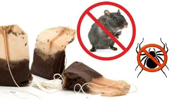 ¡Ya no tires las bolsas de té! Pueden ser la solución a las plagas de tu casa