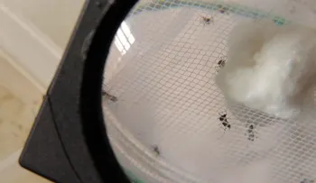 Según la OPS, en RD hay 40 mil personas con el virus de la chikungunya