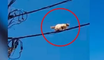 Bomberos "cojen lucha", rescatando un Gato en un cable de luz
