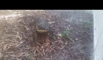 Un ejemplo perfecto de cómo NO hay que alimentar a un reptil
