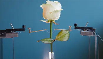 Den la bienvenida a las primeras flores electrónicas del mundo