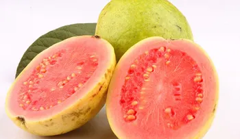 La guayaba para las amebas y el dolor de muela. Conoce sus milagrosos beneficios