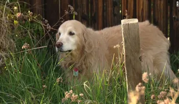 Cuidado: consumir marihuana puede ser un peligro para las mascotas