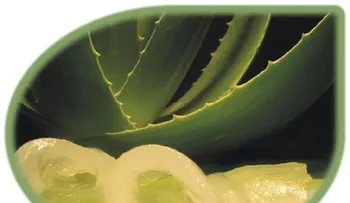 Aloe Vera o sábila: Para la eterna juventud