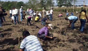 Medio Ambiente anuncia plantarán 2 millones de árboles en un mes