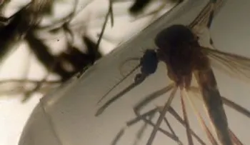 La edición genética puede controlar el mosquito del zika, según un estudio 