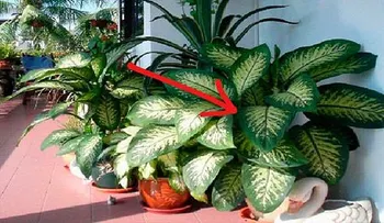 Esta maldita planta casi mata a mi hija y es muy posible que la tengas en tu casa