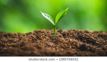 ¿Por qué la mayoría de las plantas son verdes? Te contamos