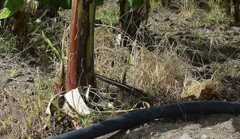 4 municipios de Puerto Rico declarado zona de desastre por sequía