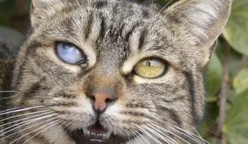 Peligroso parásito que te pueden contagiar los gatos