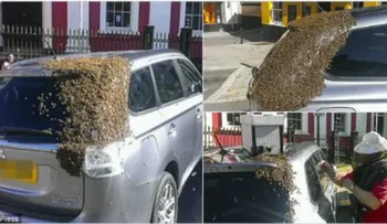 Hermosura de la naturaleza: 20,000 abejas persiguen vehículo por dos días para no abandonar su reina