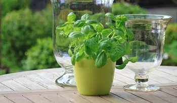 La albahaca tiene sorprendentes propiedades medicinales; descubre sus beneficios
