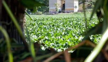 Toneladas de lilas cubren el río Ozama tras las lluvias recientes
