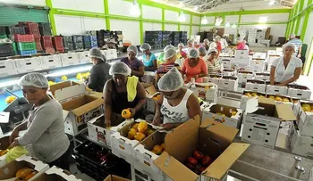 Revolución en producción de pimientos, tomates y pepinos en Constanza