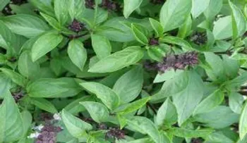 Si sano quieres estar, comiendo albahaca lo puedes lograr!