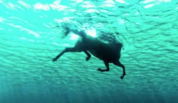 Dramático rescate de un caballo que nadó 11 kilómetros en el mar