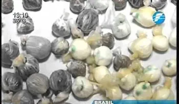 Un ratón narcotraficante pillado en una cárcel de Brasil (VIDEO)