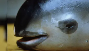 La vaquita mexicana se está extinguiendo
