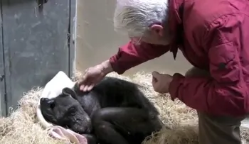El conmovedor momento en que una moribunda chimpancé reconoce a un viejo amigo