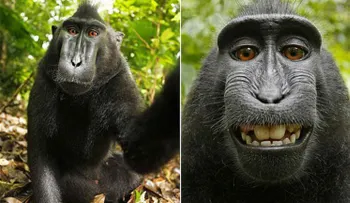 Un curioso ladrón: mono roba cámara y se toma selfie
