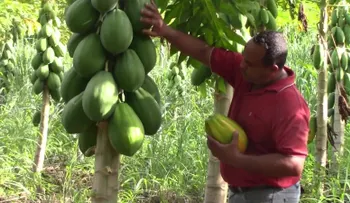 Regreso a la agricultura: ¿la opción económica para los puertorriqueños?